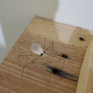 Original Swarovski crystal